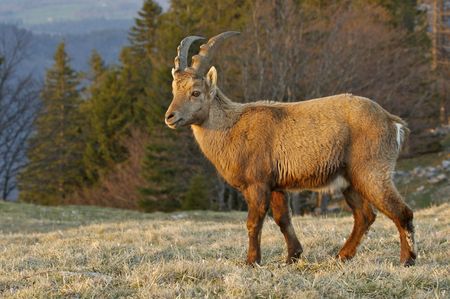 alpine ibex in evening light in swiss alpsの写真素材