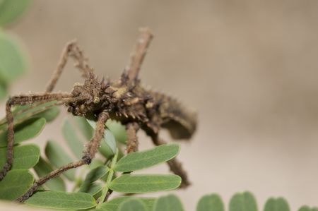 brown american hopper close-upの写真素材
