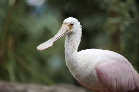 roseate spoonbillの写真素材