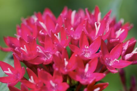 bloom of Pentas lanceolata as close-upの写真素材