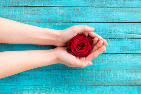 hands holding roseの写真素材