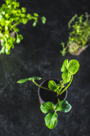 Fresh green plantsの写真素材