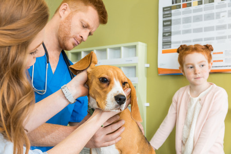 Veterinary examining Beagle dog at clinicの写真素材