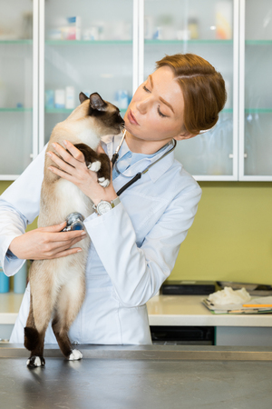 Woman veterinary ausculting cat with stethoscopeの写真素材