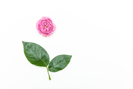 Top view of beautiful pink blooming rose flower with green leaves isolated on whiteの写真素材