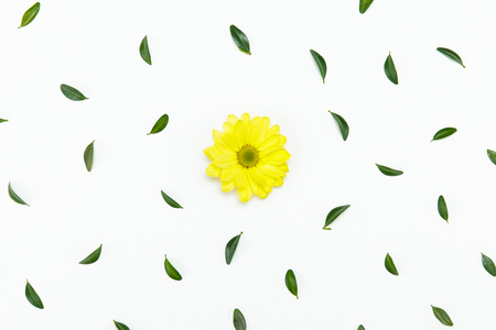 Top view of beautiful yellow chrysanthemum flower with green leaves isolated on whiteの写真素材