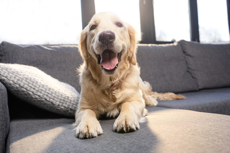 cute golden retriever dog lying on sofa indoorsの写真素材