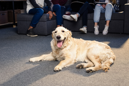 golden retriever dog with tongue out lying on floor indoorsの写真素材