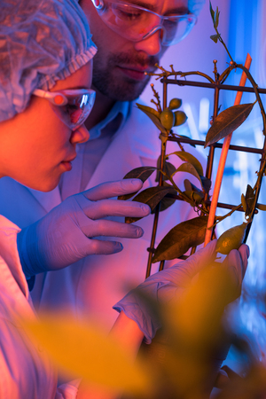 Scientists at botanical laboratoryの写真素材