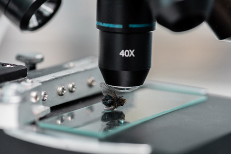 glass microscope slide with fly in laboratory
