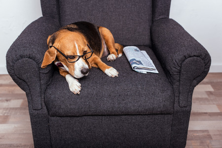 dog in eyeglasses lying on grey armchair with newspaperの写真素材