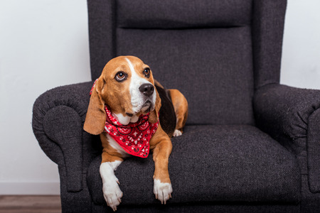 beagle dog in red bandana lyingの写真素材