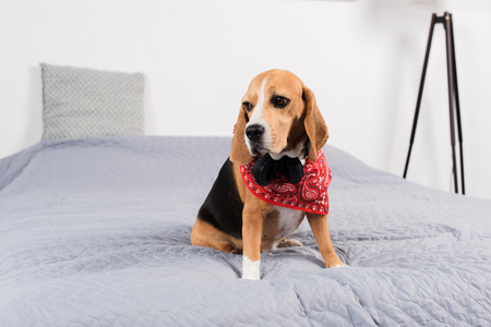 sad beagle dog in red bandanaの写真素材