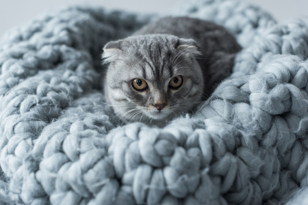 fluffy scottish fold cat lying on wool blanket in bedroomの写真素材