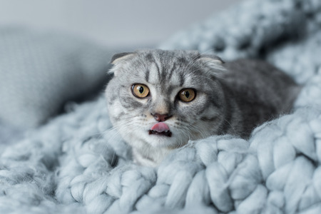 scottish fold cat licking up and lying on wool blanketの写真素材