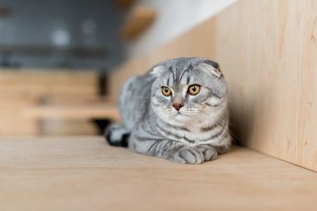 grey scottish fold cat lying on wooden surfaceの写真素材