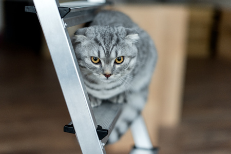 scottish fold cat sitting on metallic ladderの写真素材