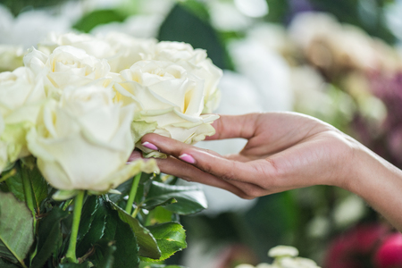 female hand with beautiful white rose flowersの写真素材
