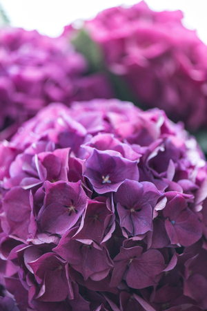 beautiful blooming purple hydrangea flowersの写真素材