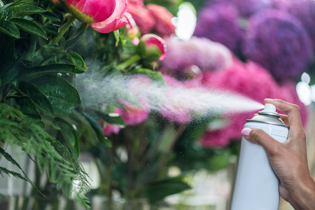 florist spraying beautiful flowers in flower shopの写真素材