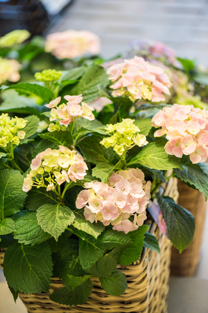 beautiful blooming hydrangea flowers in wicker basket at flower shopの写真素材