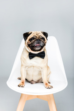 pug dog in bow tie sitting on chair, isolated on greyの写真素材