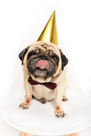 pug dog in party hat licking nose and sitting on chairの写真素材