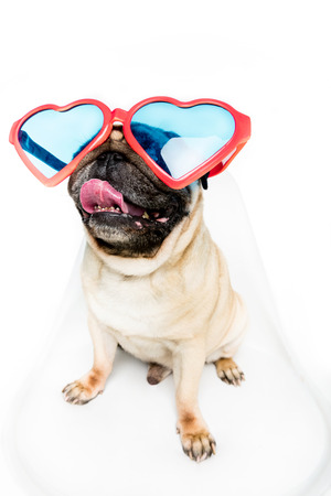 studio shot of pug dog in heart shaped sunglasses sitting on chairの写真素材