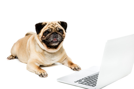 pug dog lying with laptop, isolated on whiteの写真素材