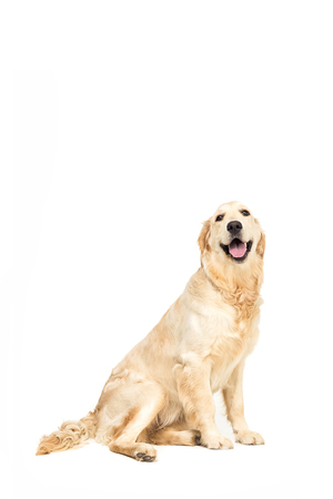 retriever dog sitting and looking away, isolated on whiteの写真素材