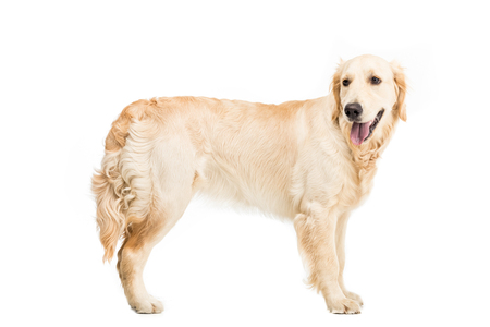 golden retriever dog standing and looking awayの写真素材