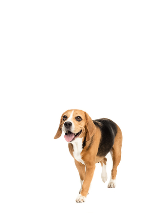 cute furry beagle dog walkingの写真素材