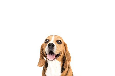 portrait of cute furry beagle dogの写真素材