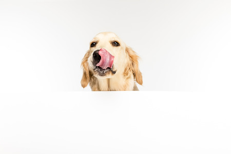 golden retriever dog with white empty blank licking noseの写真素材