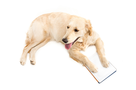 golden retriever dog with digital tabletの写真素材