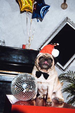 pug santaの写真素材