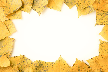 frame of autumnal leavesの写真素材