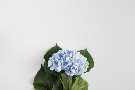 hydrangeaの写真素材