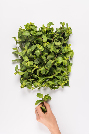 cropped view of hand holding mint leaf near green mint leaves texture, isolated on whiteの写真素材