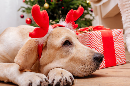 christmas labrador dogの写真素材