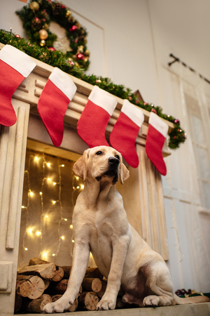 labrador dog at fireplaceの写真素材