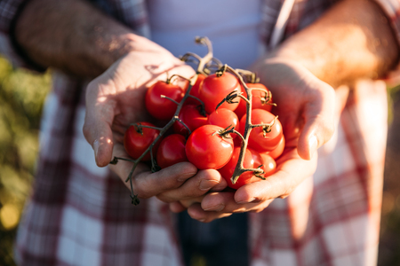 cropped shot of gardener holding ripe organic tomatoes while working at farmの写真素材