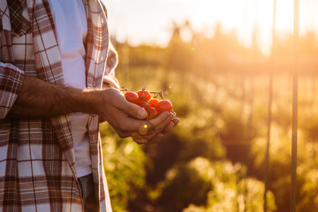 cropped shot of farmer holding ripe organic tomatoes during harvestingの写真素材