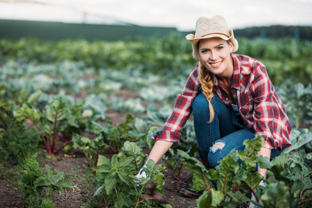 farmer harvesting beetsの写真素材