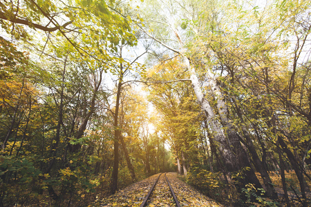 railroad in autumn forest with sun shining behind treesの写真素材