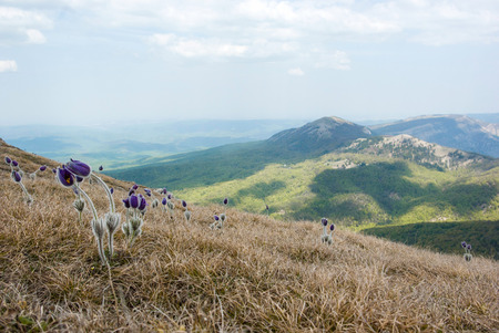 spring flowers growing in beautiful mountains