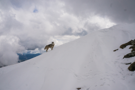 husky dog walking in snowy mountains  の写真素材