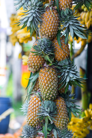 delicious fresh pineapples hanging on marketの写真素材