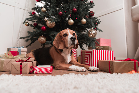 dog laying under christmas treeの写真素材