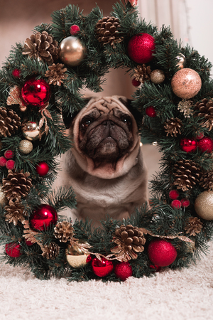 pug sitting behind christmas wreathの写真素材